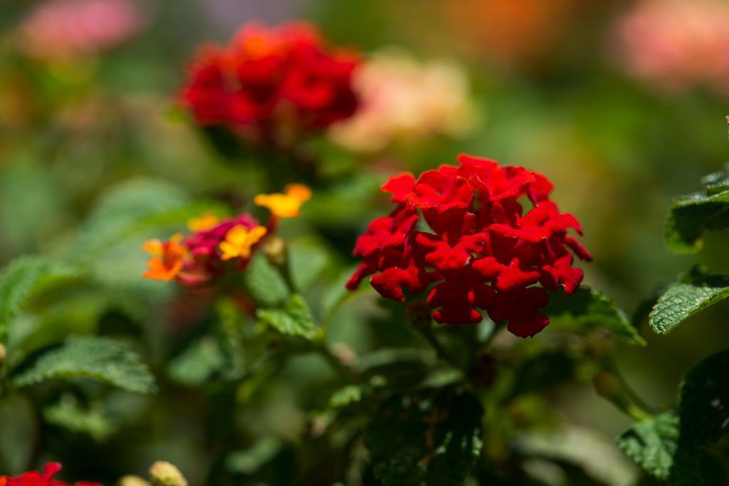 Hotel Bougainvillea San Jose Santo Domingo De Heredia ภายนอก รูปภาพ